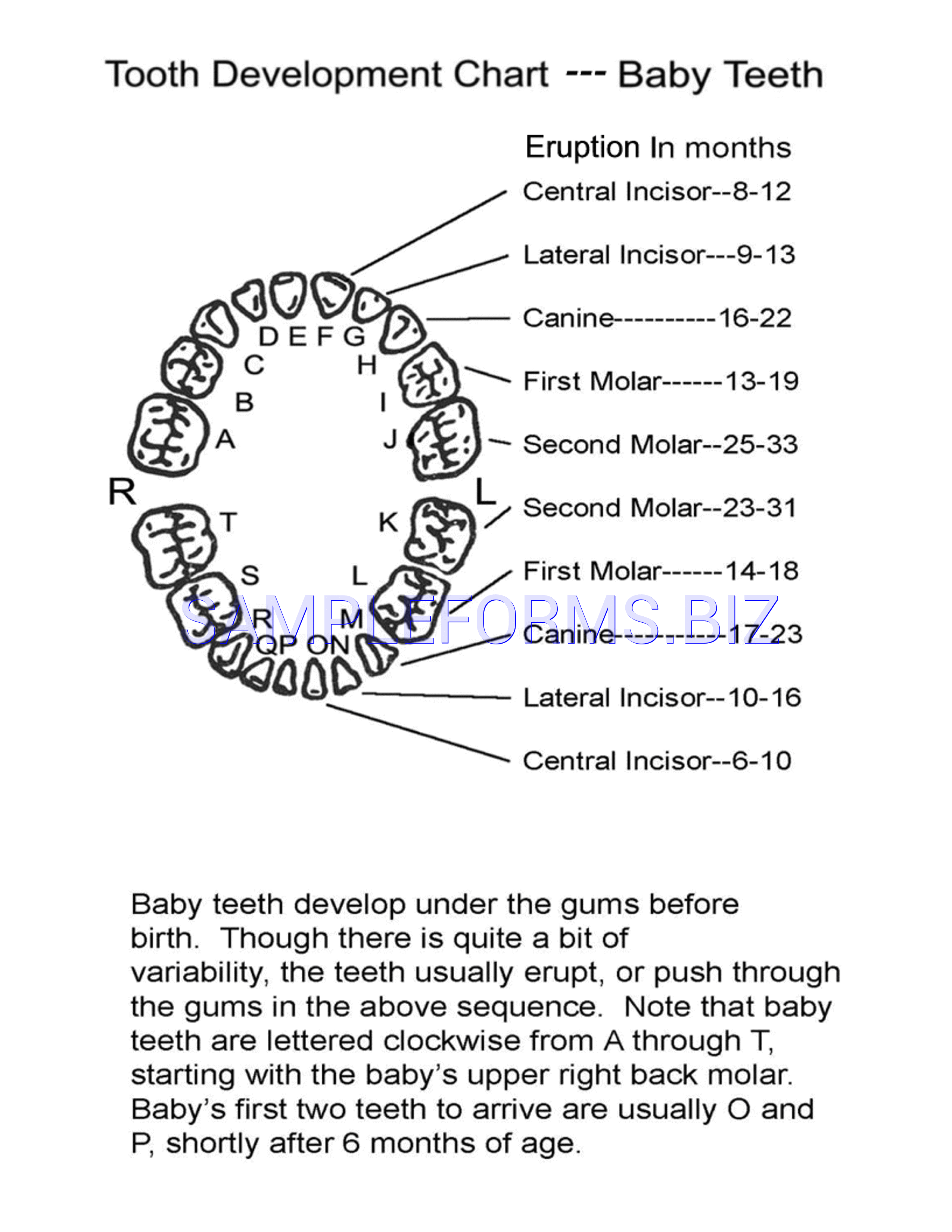 Preview free downloadable Baby Teeth Chart 3 in PDF (page 1)